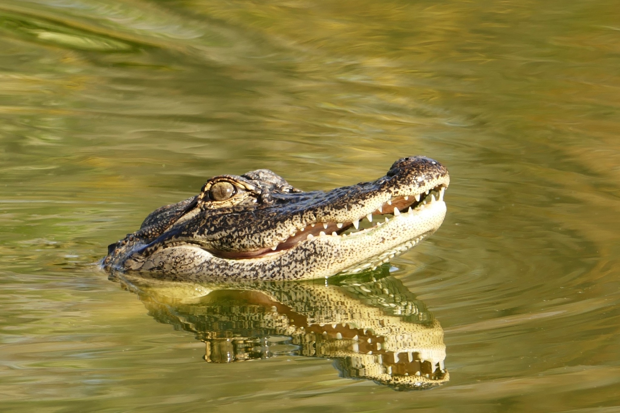 Gator